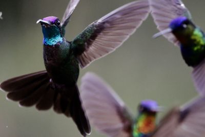 Close-up of bird flying