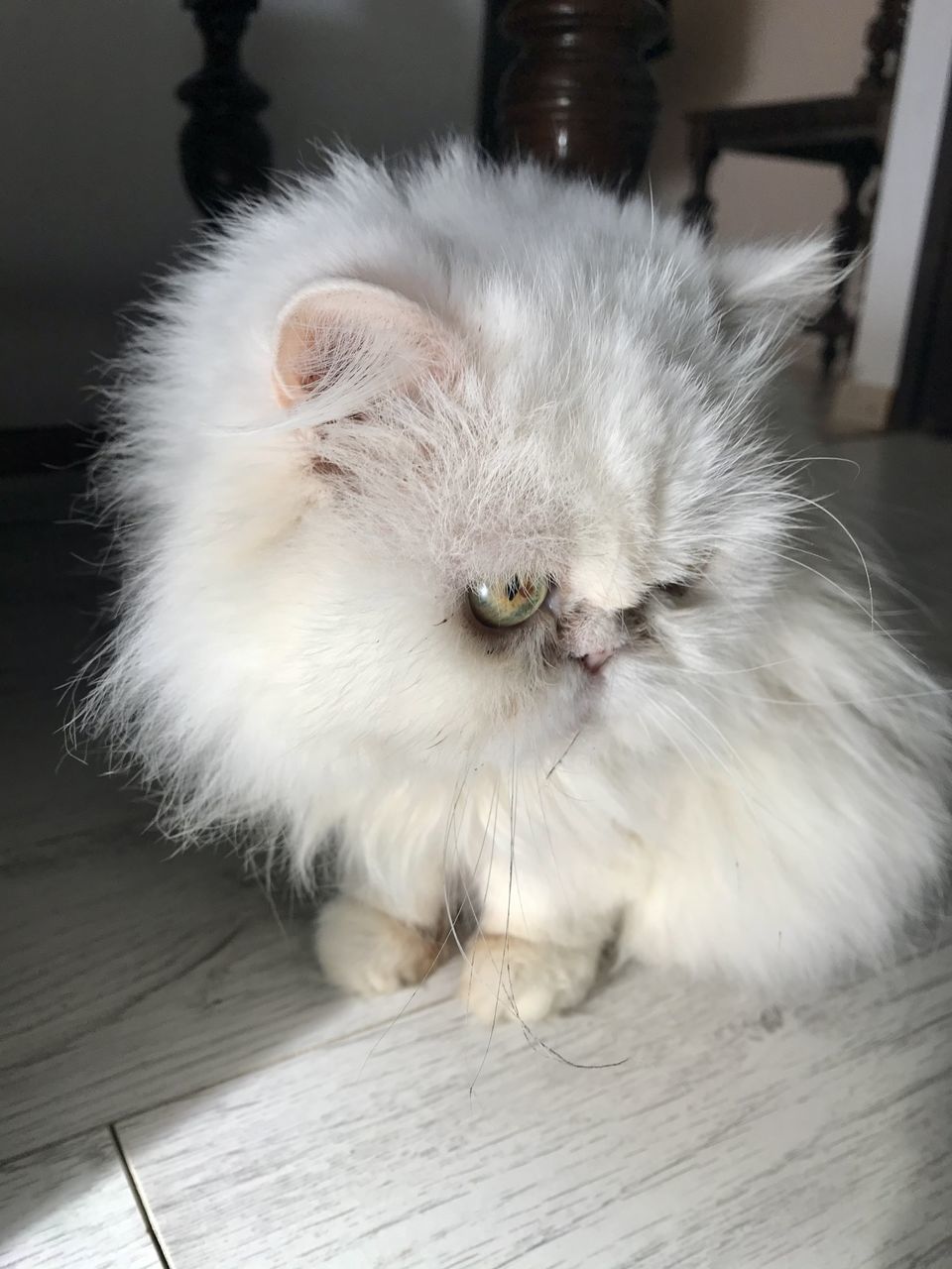 CLOSE-UP OF CAT ON HARDWOOD FLOOR AT HOME