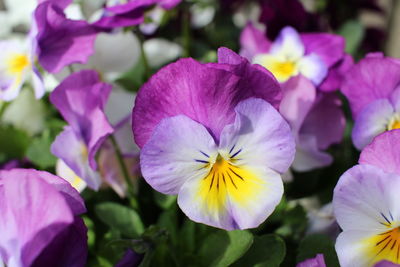 Close-up of pink flowering plants