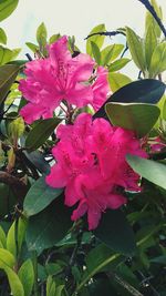 Close-up of pink flowers