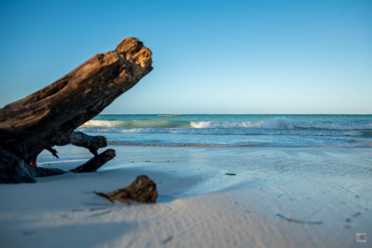 DRIFTWOOD ON SANDY BEACH AGAINST CLEAR BLUE SKY