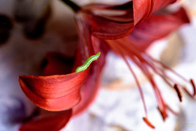 Close-up of butterfly on red flower