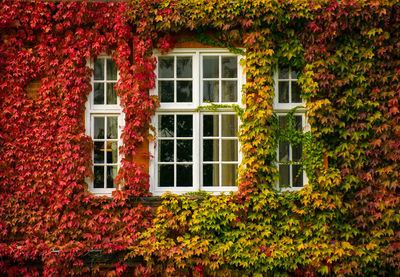 Ivy growing on house