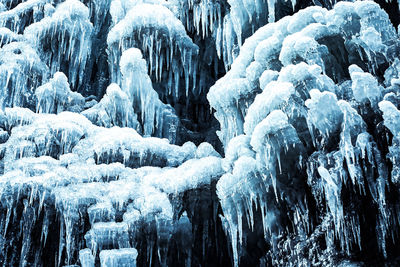 Frozen trees on snow covered land