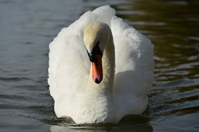 swan