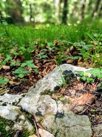 Close-up of mushroom growing on field