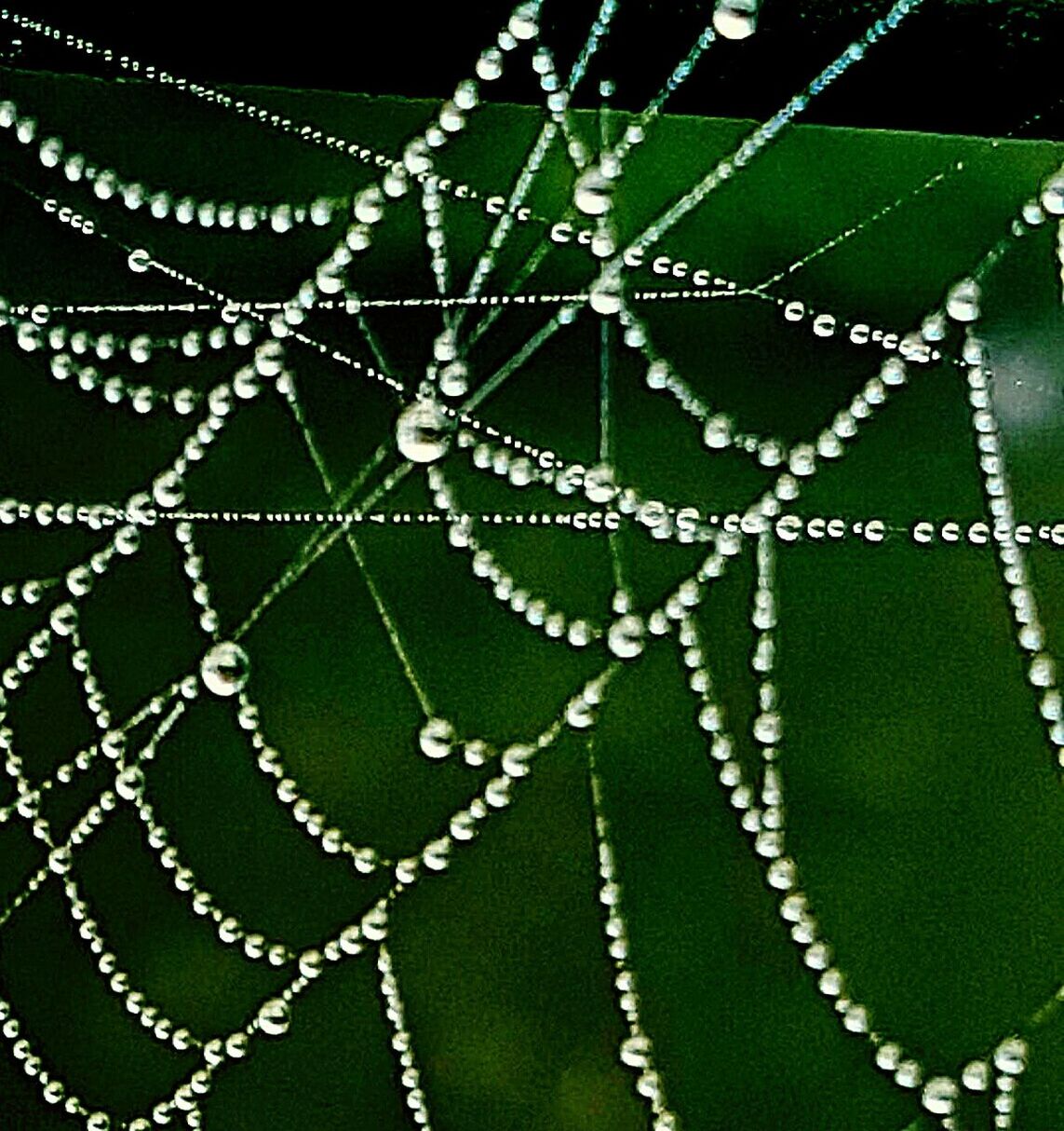 CLOSE-UP OF DEW DROPS ON SPIDER WEB