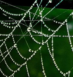 Close-up of water drops on spider web against sky