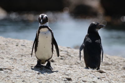 View of birds on beach