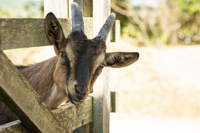 Portrait of goat at farm
