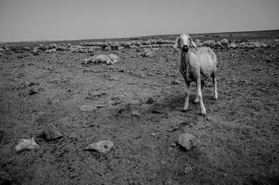 Close-up of dog