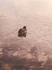 Duck swimming in a lake