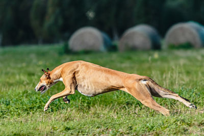 Close-up of dog on grassy field