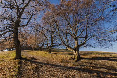 Bare trees on field against sky
