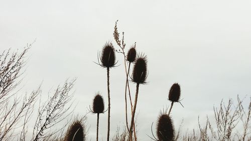 Low angle view of thistle against clear sky