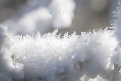 Close-up of frozen plant