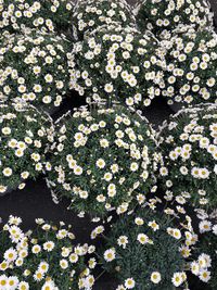 Close-up of white flowers blooming outdoors