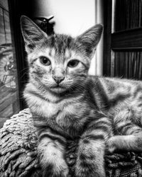 Portrait of cat sitting