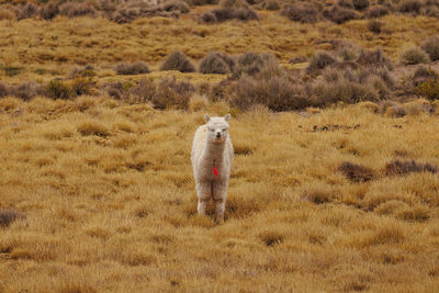 Sheep standing on field