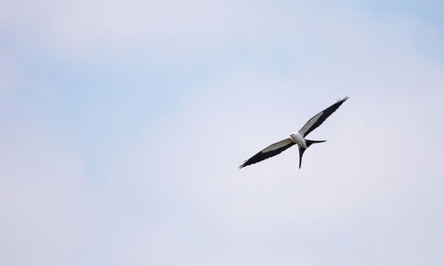 Swallow-tailed kite flies across a blue sky over tigertail beach on marco island, florida