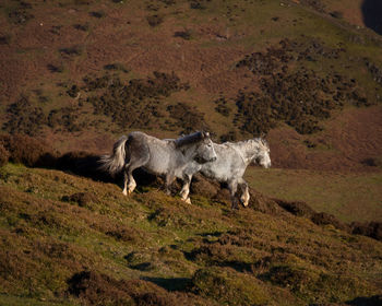 View of a horse on field running