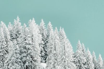 Snow covered pine trees in forest against sky