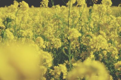 Close-up of yellow flowering plants on field