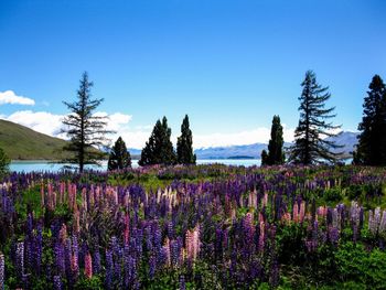 Close-up of purple flowers blooming in field