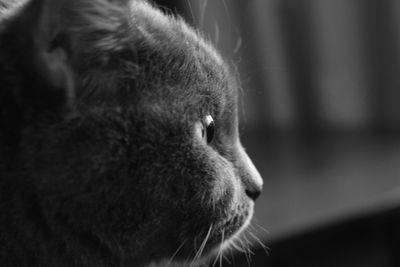Close-up of cat looking away