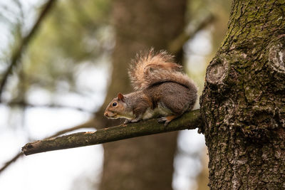 Squirrel on tree trunk