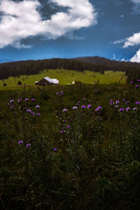 Purple flowering plants on field against sky