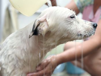 Close-up of hand holding dog