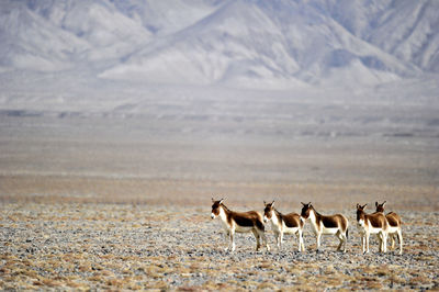 Flock of sheep in desert