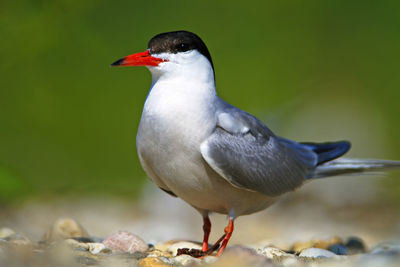 The common tern on the nest, the drava river