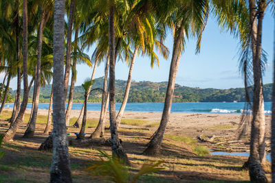 Scenic view of palm trees on beach