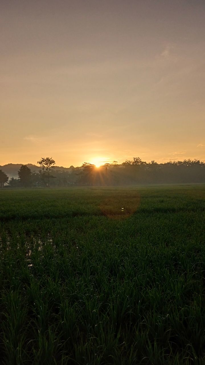 landscape, environment, sky, field, sunset, land, plant, agriculture, rural scene, nature, scenics - nature, beauty in nature, horizon, sunlight, crop, tranquility, sun, plain, no people, cloud, grass, dawn, tranquil scene, green, cereal plant, food and drink, farm, growth, food, tree, grassland, outdoors, hill, twilight, rural area, sunbeam, freshness, idyllic, social issues, natural environment, non-urban scene, summer, orange color, environmental conservation, prairie, vegetable, barley, meadow, corn, lens flare, evening, dramatic sky, back lit, horizon over land, fog