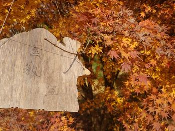 Close-up of maple tree in forest during autumn