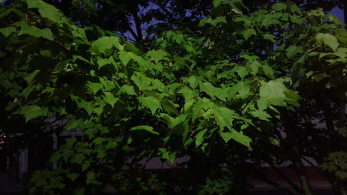 Plants growing on tree