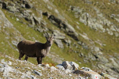 Side view of an ibex on rock