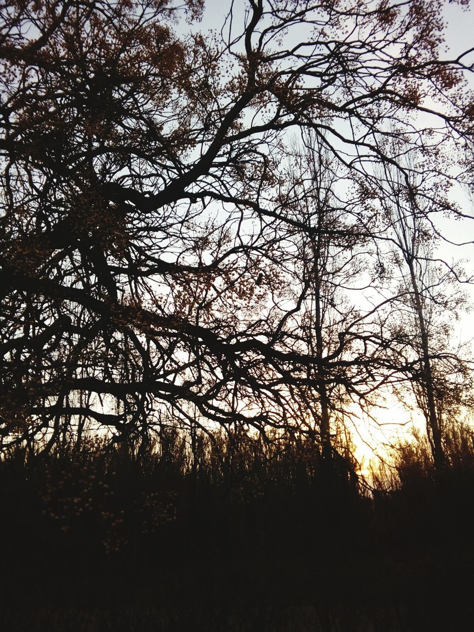 tree, plant, tranquility, sky, silhouette, beauty in nature, land, no people, tranquil scene, nature, forest, growth, scenics - nature, branch, sunset, outdoors, non-urban scene, day, low angle view, sunlight, woodland