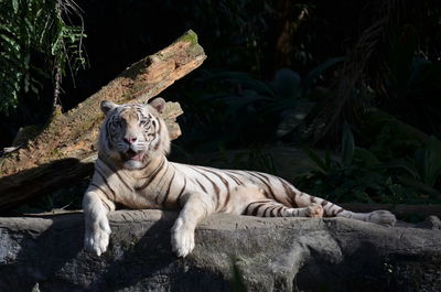 Tiger resting on rock