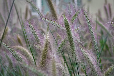 Close-up of purple flowers on field