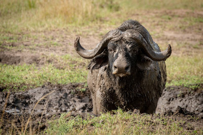 Cape buffalo watches camera from muddy wallow