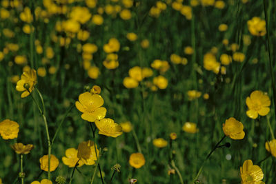 Close-up of yellow flowering plants on field