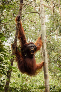 Low angle view of monkey on tree