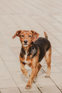 Portrait of dog