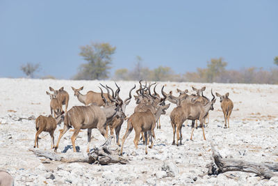 Greater kudus standing on landscape against clear sky