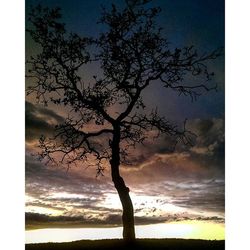 Bare trees on landscape against sky at dusk