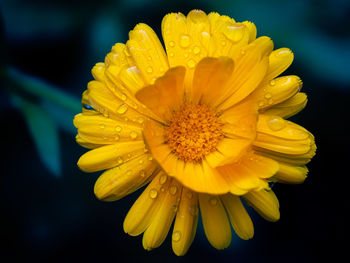 Close-up of yellow flower