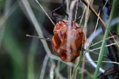 Close-up of insect on plant